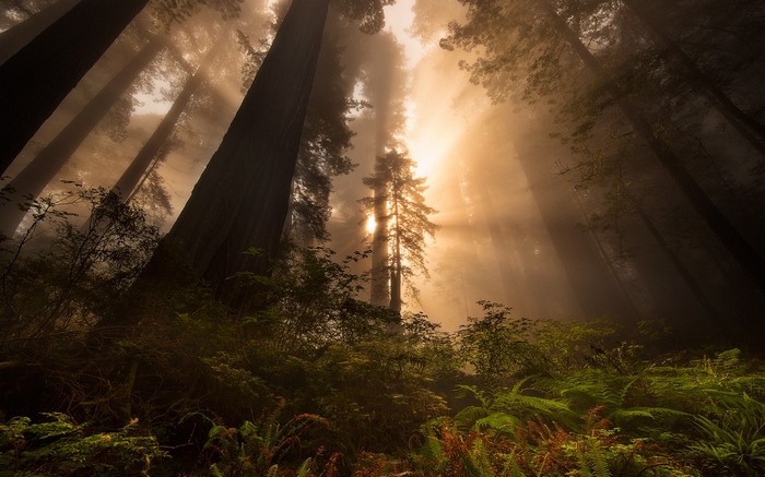 Sunlight filtering through redwood trees in a misty forest