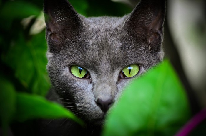 Close up of a Russian Blue cat with green eyes peeking through leaves