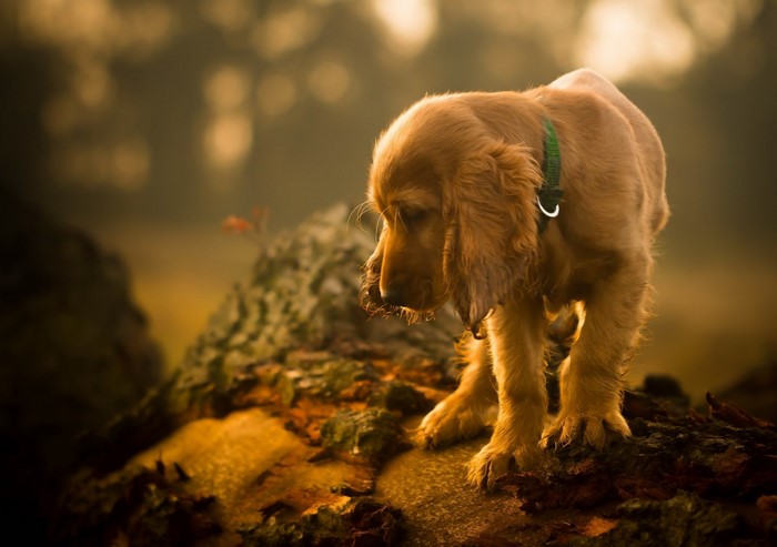 Golden Retriever puppy on a log in autumn