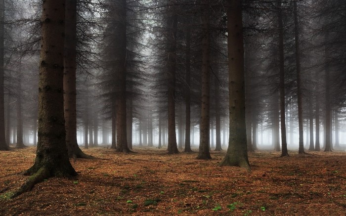 Misty forest with tall trees and fallen leaves