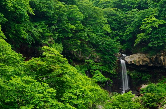 Serene Waterfall in Lush Green Forest