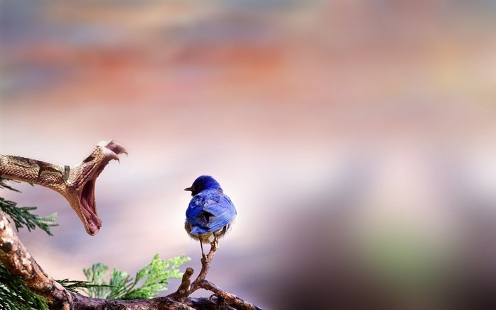 Snake attacking a blue bird on a branch