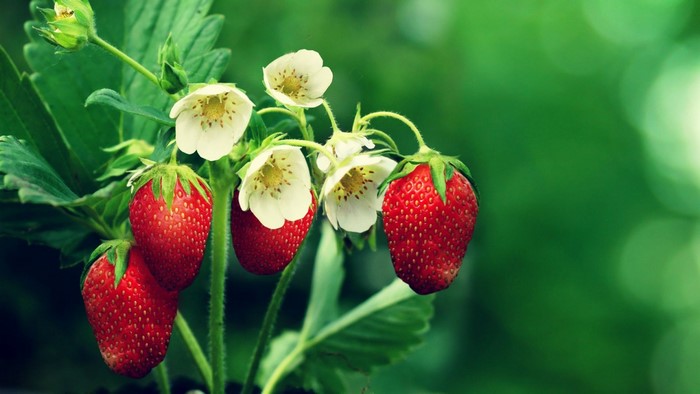 Strawberries and white flowers on a plant