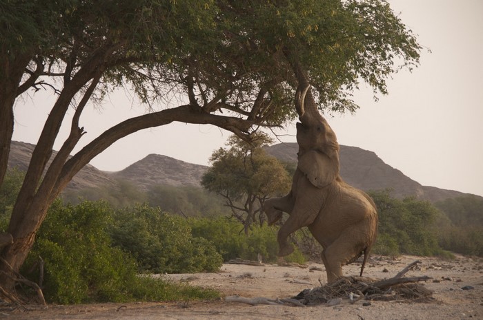 Elephant reaching for leaves on a tree