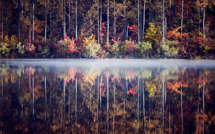 Autumn forest reflected in a misty lake