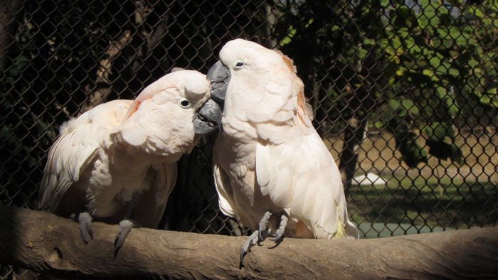 Two white cockatoos on a branch