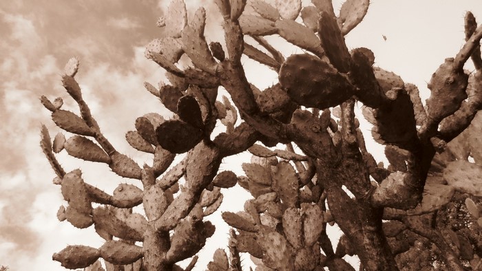 Sepia toned prickly pear cactus against cloudy sky
