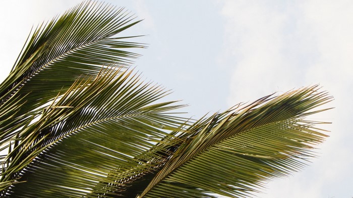 Close up of green palm leaves against a cloudy sky