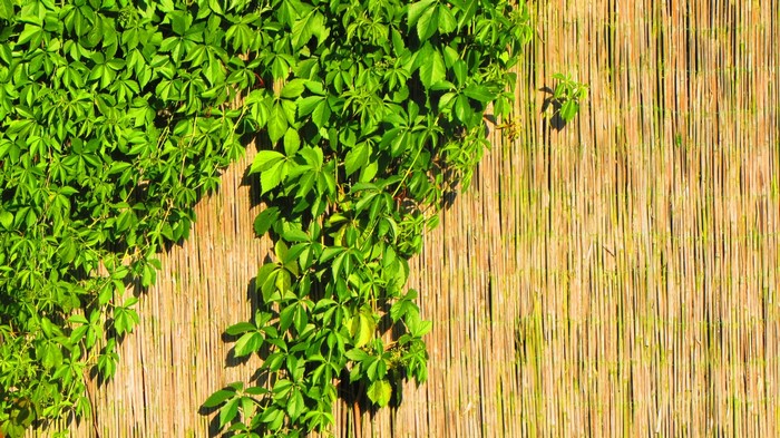 Green ivy vines on a bamboo fence