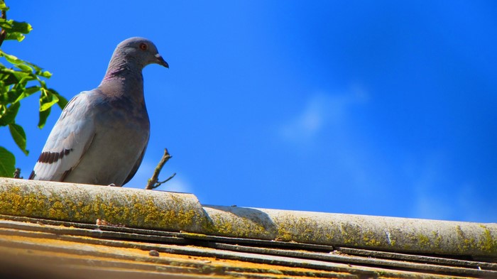 Pigeon perched on a mossy roof under a blue sky