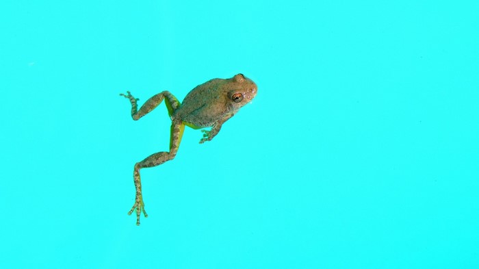 A frog swimming in bright blue water