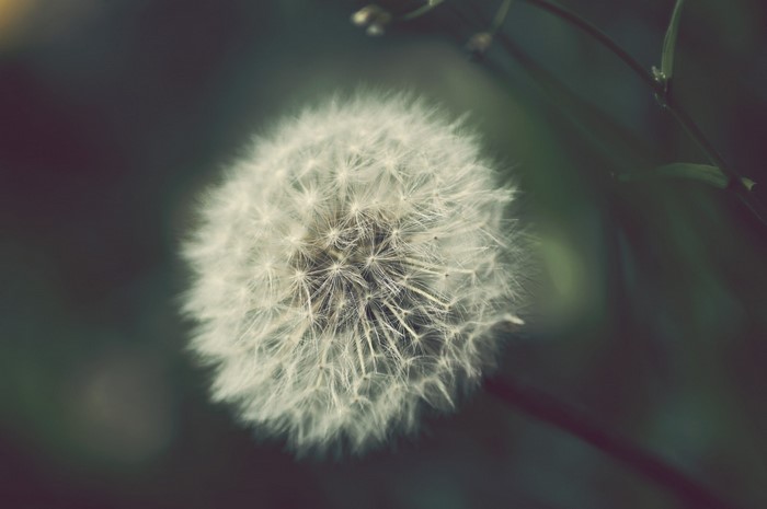 Close-up of a dandelion seed head