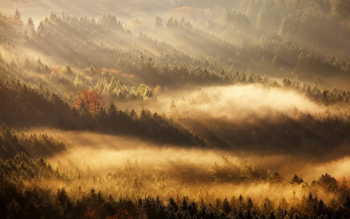 Sunlight filtering through mist in a forest landscape