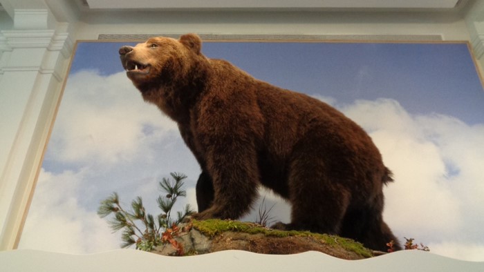 Brown bear on a rock with a sky background