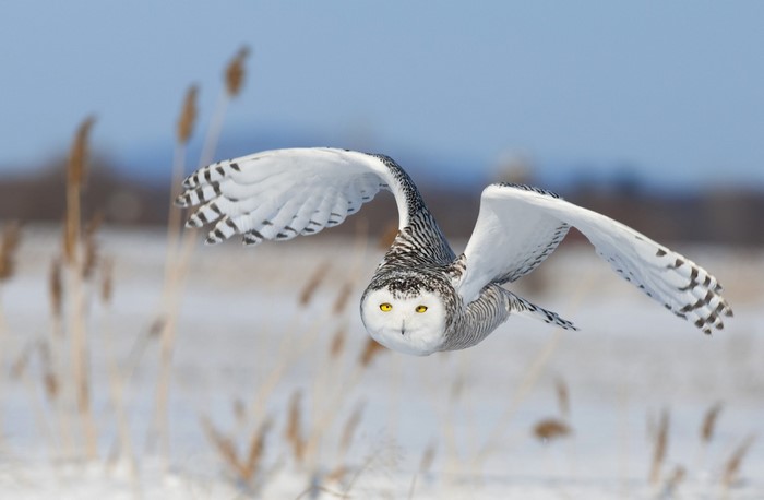 Snowy owl in flight over a snowy field