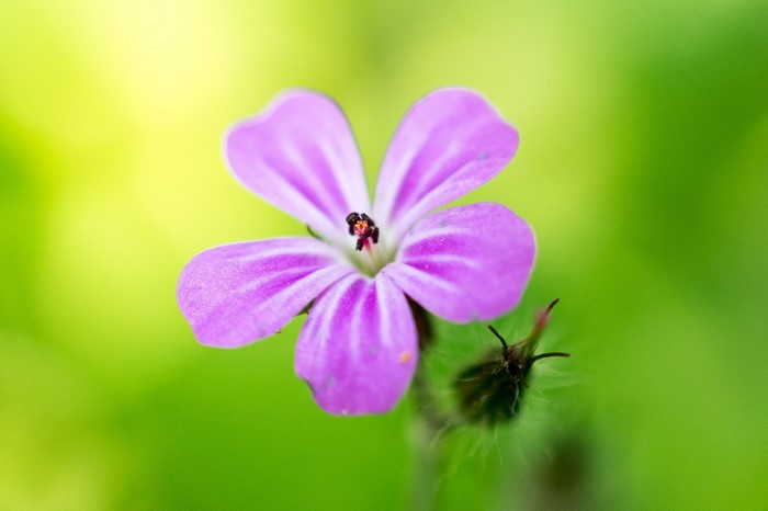 Close-up of a purple wildflower with pink stripes