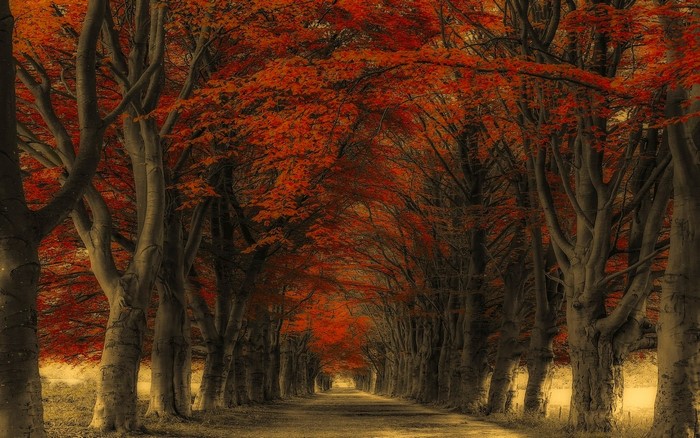 A tree-lined road in autumn with red leaves
