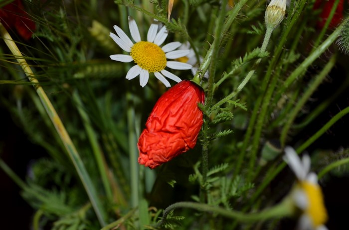 Red poppy bud and white daisy flower