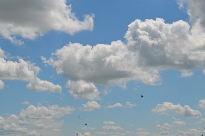 Birds flying in a cloudy sky