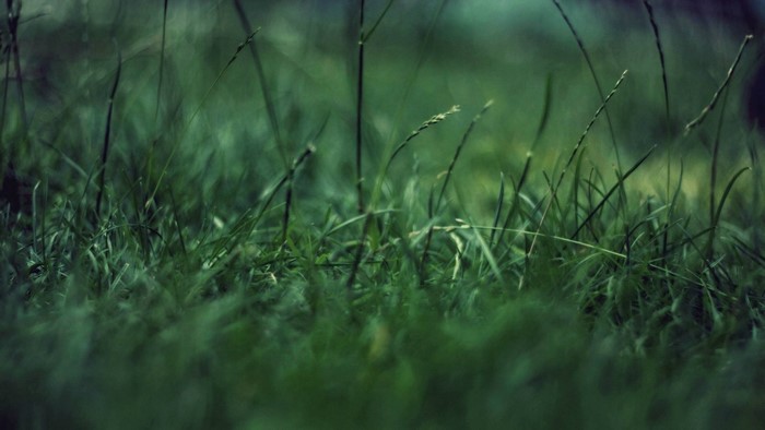 Close-up of green grass with dew and sunlight