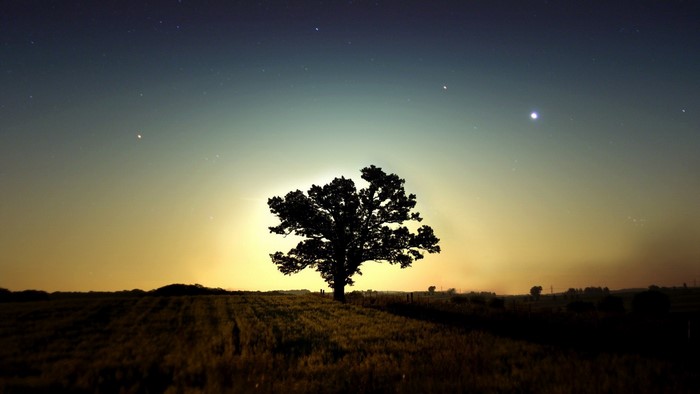 Silhouette of a tree against a sunset sky with stars