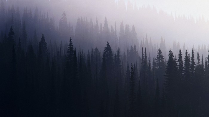 Misty forest with tall evergreen trees at dawn