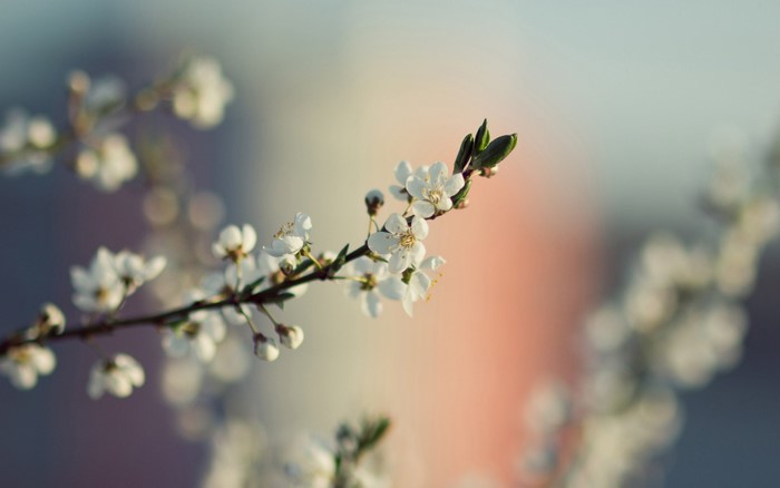 Close-up of white cherry blossoms on a branch