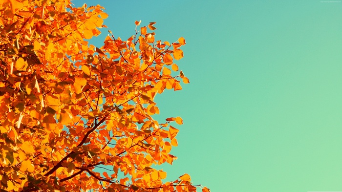 Autumn Tree Leaves Against Sky