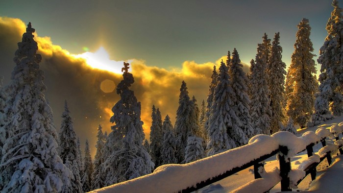 Snow-covered trees at sunset with a fence