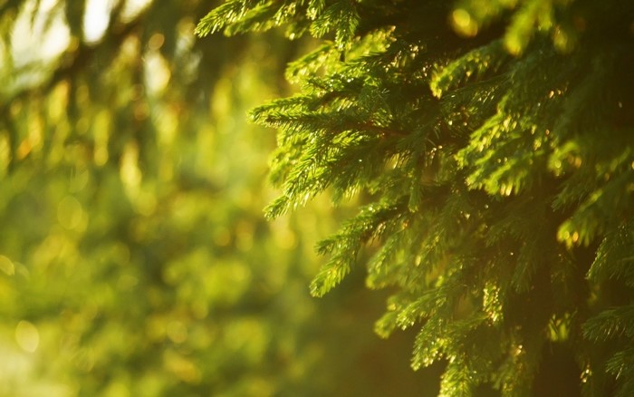 Sunlight filtering through spruce branches in a forest