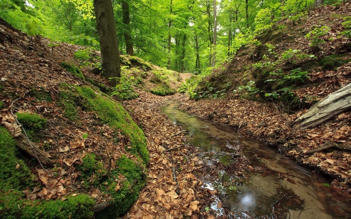 A stream flows through a mossy forest floor