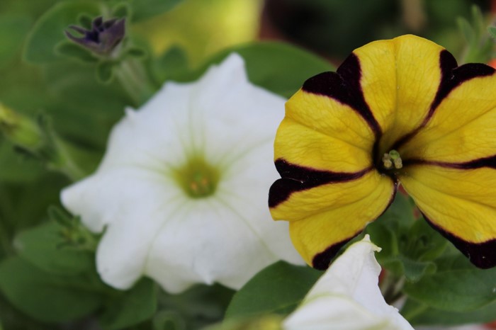Yellow and white petunias with purple buds