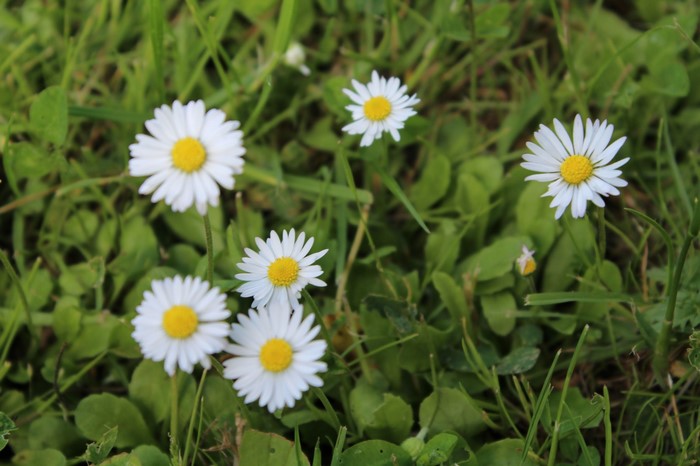 Delicate White Daisies in a Lush Green Meadow