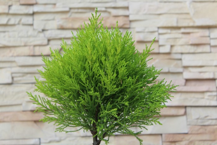 A small green conifer shrub in front of a stone wall