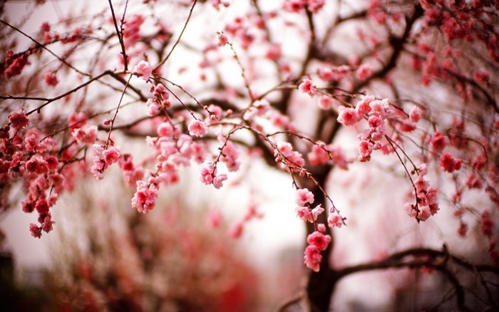Close up of pink cherry blossoms on branches