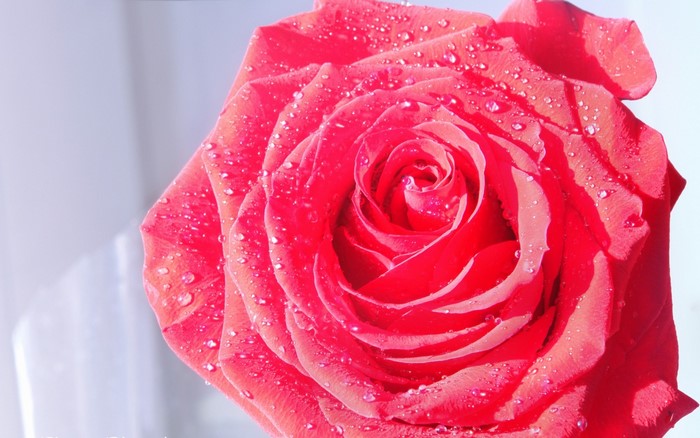 Close-up of a red rose with water droplets