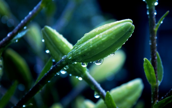Close-up of Dew-covered Green Flower Bud