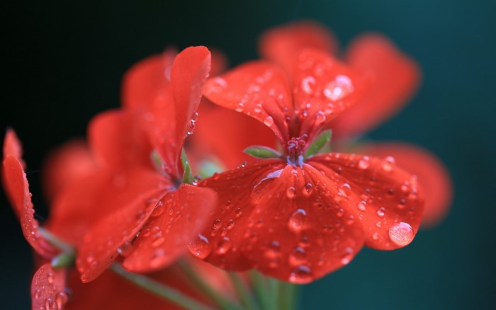 Close-up of red flowers with water droplets