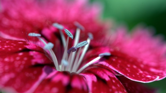 Macro shot of a pink and red dianthus flower