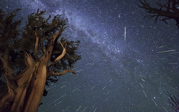 Meteor shower over ancient trees and the Milky Way