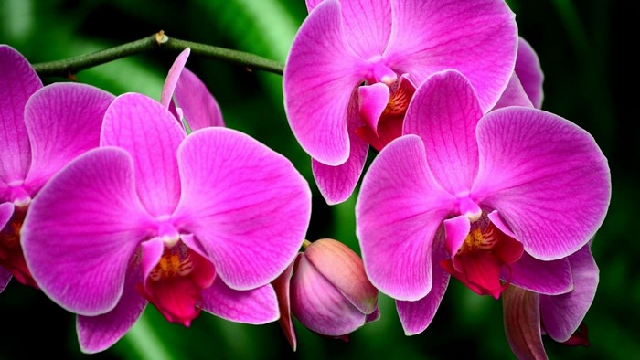Close-up of vibrant pink orchids on a dark background