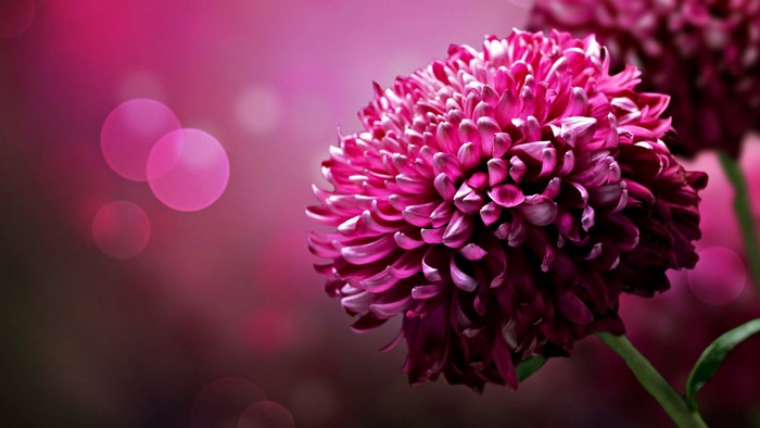 Close-up of a pink chrysanthemum flower with bokeh background