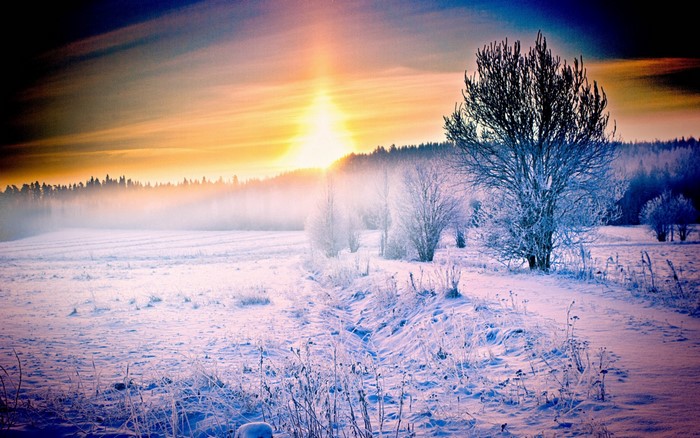 Winter sunrise over a snowy field with trees