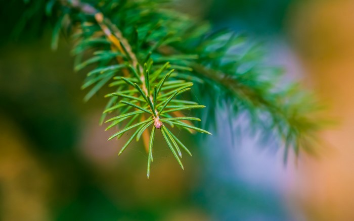 Close-up of a green spruce branch with shallow depth of field