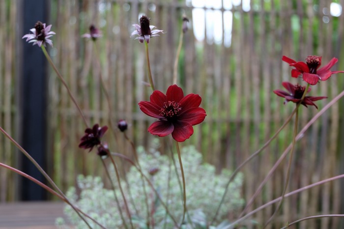 Dark red cosmos flowers with a bamboo fence background