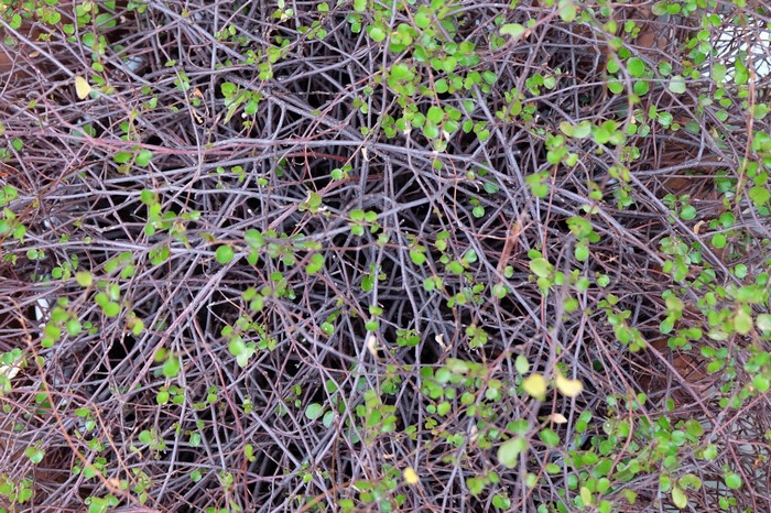 Dense tangle of thin brown branches with small green leaves