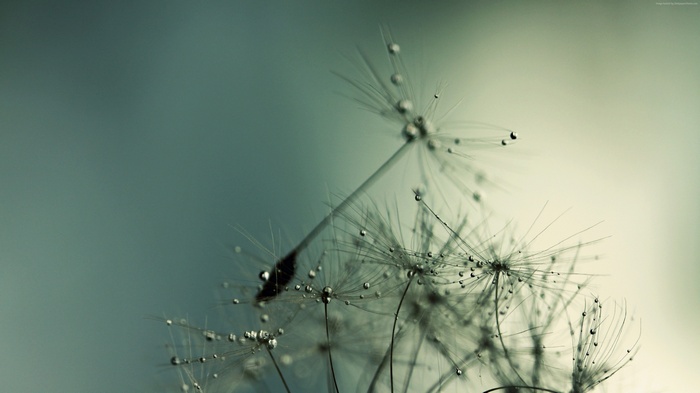 Macro view of dandelion seeds with water droplets