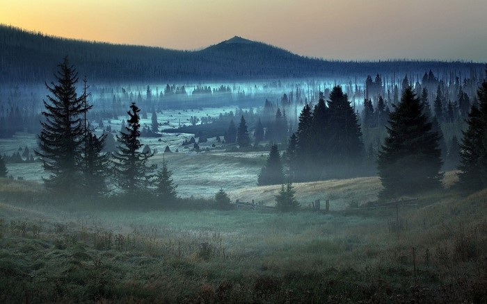 Misty forest landscape at dawn with mountains