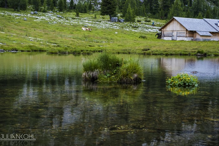 Lake with a wooden cabin and cows on a grassy hill