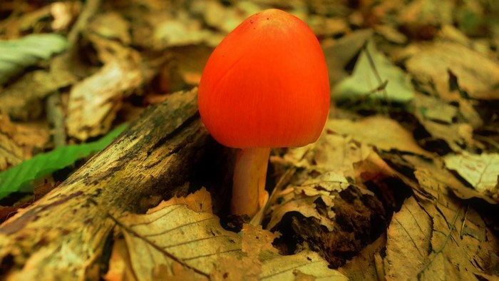 Close up of a bright orange mushroom on a forest floor